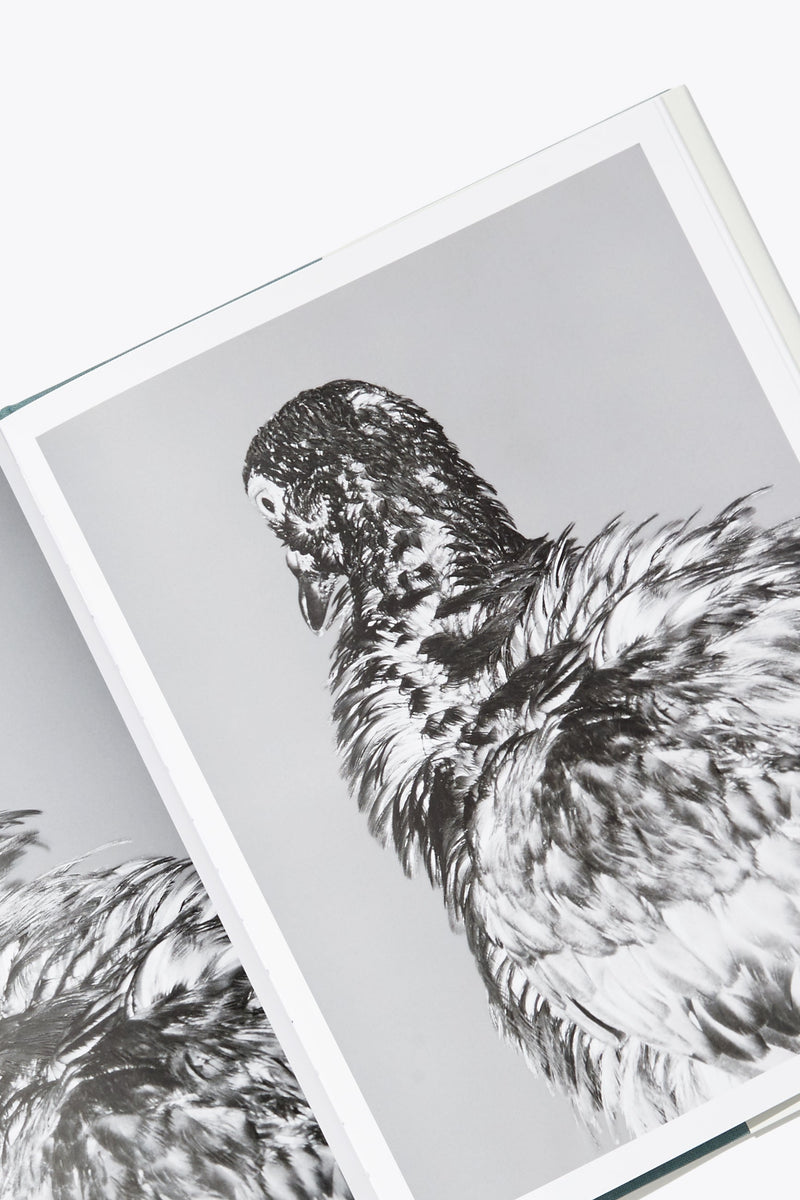 N°11 - Mårten Lange  2